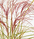 Miscanthus "Red Cloud®",1 Pflanze (3)