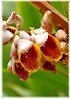 Muschelingwer Alpinia zerumbet (2)