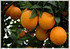 Nabel-Orange Citrus sinensis ´Navel` (3)