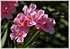 Oleander Nerium oleander (3)