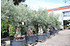 Olivenbaum (Hojiblanca) frosthart - Olea europea Hojiblanca (3)
