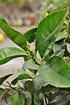Orangenbaum (Blutorange) - Citrus sinensis (3)
