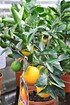 Orangenbaum (Italienische Orange) - Citrus sinensis (3)