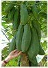 Papaya Carica papaya (3)
