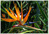 Paradiesvogelblume, Strelitzie Strelitzia reginae (3)