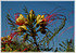 Paradiesvogelbusch Caesalpinia gilliesii (3)