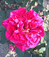 Parfum-Rose "Berthe Morisot®",1 Pflanze (3)