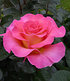 Parfum-Rose "Pink Paradise®",1Pflanze (3)