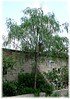 Peruanischer Pfefferbaum Schinus molle (3)