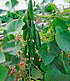 Pflanzenmix für Hochbeete "Gemüse",9 Pflanzen (3)
