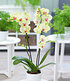 Phalaenopsis Orchidee, 2 Triebe, "Gelb",1 Pflanze (3)