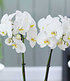 Phalaenopsis Orchidee, 2 Triebe, "Weiß",1 Pflanze (3)