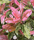Photinia "Pink Crispy®",1 Pflanze (3)