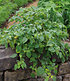 Physalis Preciosa 2 Pflanzen Ananaskirsche Andenbeere (3)