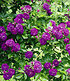 Rambler-Rosen-Kollektion blau und rosa,2 Pflanzen (3)