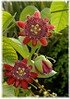 Riesen-Granadilla Passiflora alata (3)