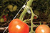 Rion Tomaten-Rank-Kit, 6 Stk. (3)