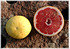 Rotfleischige Grapefruit Citrus paradisi ´Star Ruby` (3)