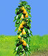 Säulen-Obst-Kollektion Birne & Zwetschge,2 Pflanzen (3)