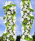 Säulen-Süßkirsche "Sylvia®",1 Pflanze (3)