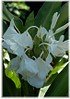 Schmetterlingslilie Hedychium coronarium (3)