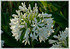 Schmucklilie Agapanthus praecox ´Albus` (3)