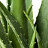 Sense of Home Zimmerpflanze Aloe vera ohne Übertopf (3)