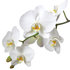 Sense of Home Zimmerpflanzen-Set "Premium Orchid" (3)