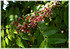 Sternfrucht, Karambole Averrhoa carambola veredelt (3)