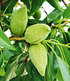 Süß-Mandel "Nut Me® Almond",1 Pflanze (3)