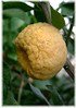 Süße Römische Limette Citrus limetta ´Pursha` (3)