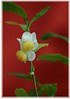Teestrauch Camellia sinensis (3)