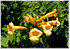 Trompetenblume Campsis radicans ´Flava` (3)