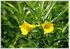 Tropischer Oleander Thevetia peruviana (3)