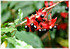 Vogelaugenbusch Ochna serrulata (3)