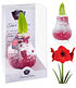 Wachs-Amaryllis "Touch of Snow" Rot,1 Zwiebel (3)