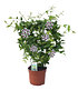 Wachsblume "Hoya Bella",1 Pflanze (3)