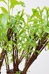 Weide 4-fach geflochten (dunkel) Säule XL - Salix fragilis (3)
