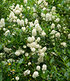 Weißer Ceanothus,1 Pflanze (3)