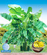 Winterharte Banane "grün", 1 Pflanze (2)