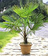 Winterharte Kübel-Palme 1 Pflanze, Chinesische Hanfpalme (2)