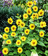 Winterharte Sonnenblume "SunCatcher®",1 Pflanze (3)