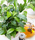 Winterharte Teepflanze "Tea byme®",1 Pflanze (3)