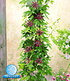 Winterharter Eukalyptus & Winterharte Passionsblume,2 Pflanzen (3)