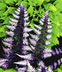 Winterhartes Stauden-Schattenbeet,12 Pflanzen (3)