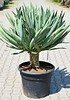 Yucca gloriosa (Kerzen-Palmlilie) - Yucca gloriosa (3)