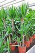 Yuccapalme (Riesen-Palmlilie) 3er - Yucca elephantipes (3)