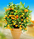 Zitronen- & Orangenbaum,2 Pflanzen (3)