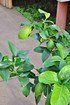 Zitronenbaum aus Italien - Citrus (3)