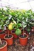 Zitronenbaum (Kaiserzitrone, Riesenzitrone) - Citrus limon Lipo (3)